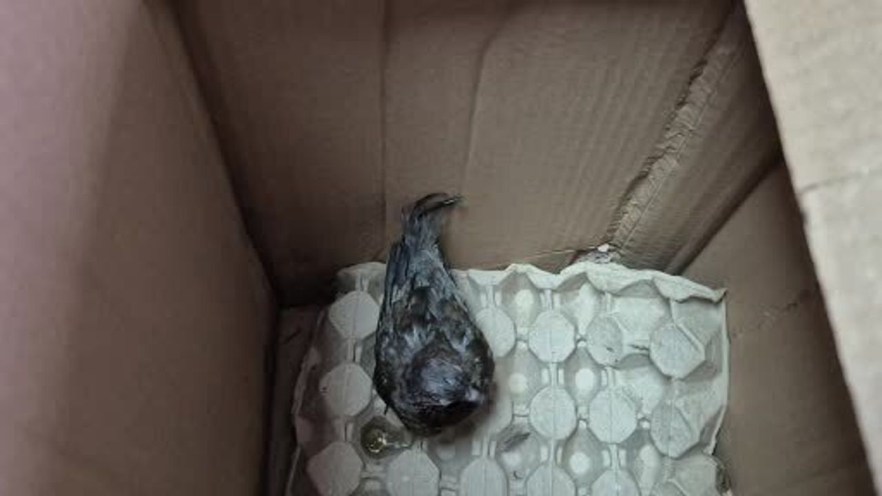 Yolda bulduğu kumruyu veterinere teslim eden duyarlı vatandaş