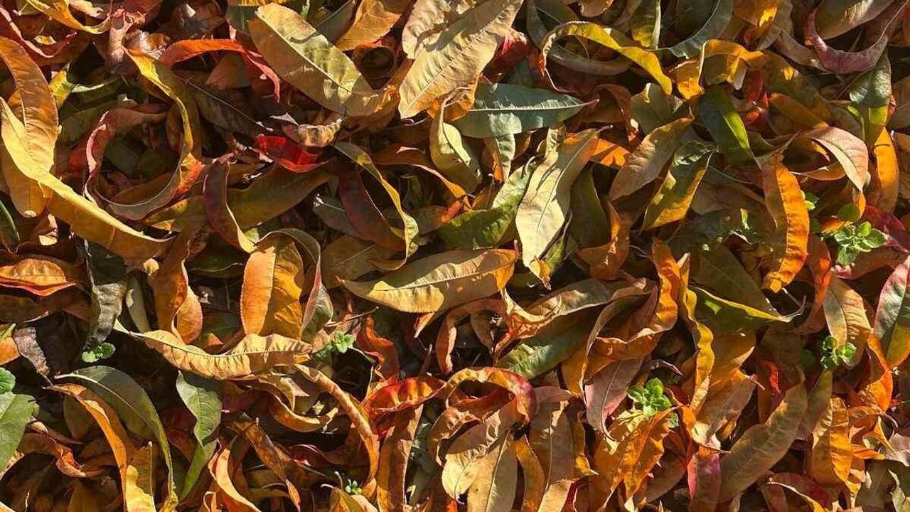 Yorgun meyve ağaçları sonbahar renklerine büründü