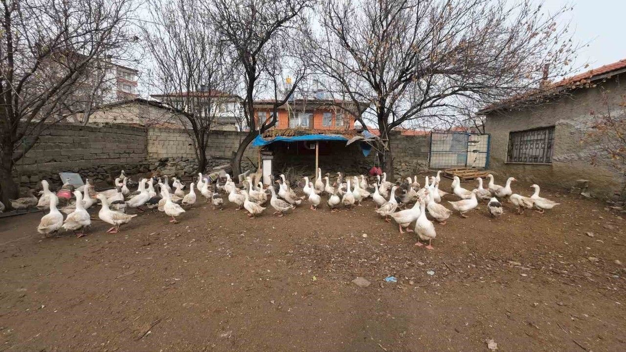 Yozgat Şefaatli'de kanatlı üretimiyle geçimini sağlayan Hasan Şahan