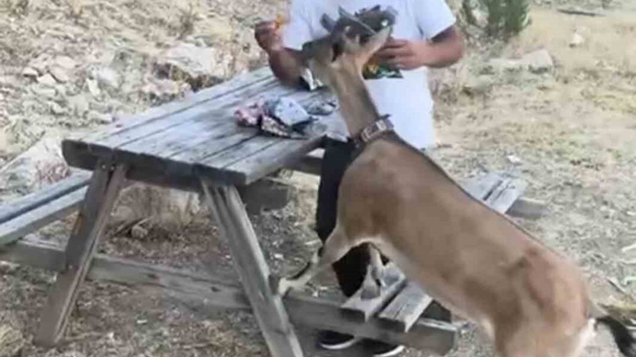 Yozgat'ta dağ keçisini elleriyle besledi