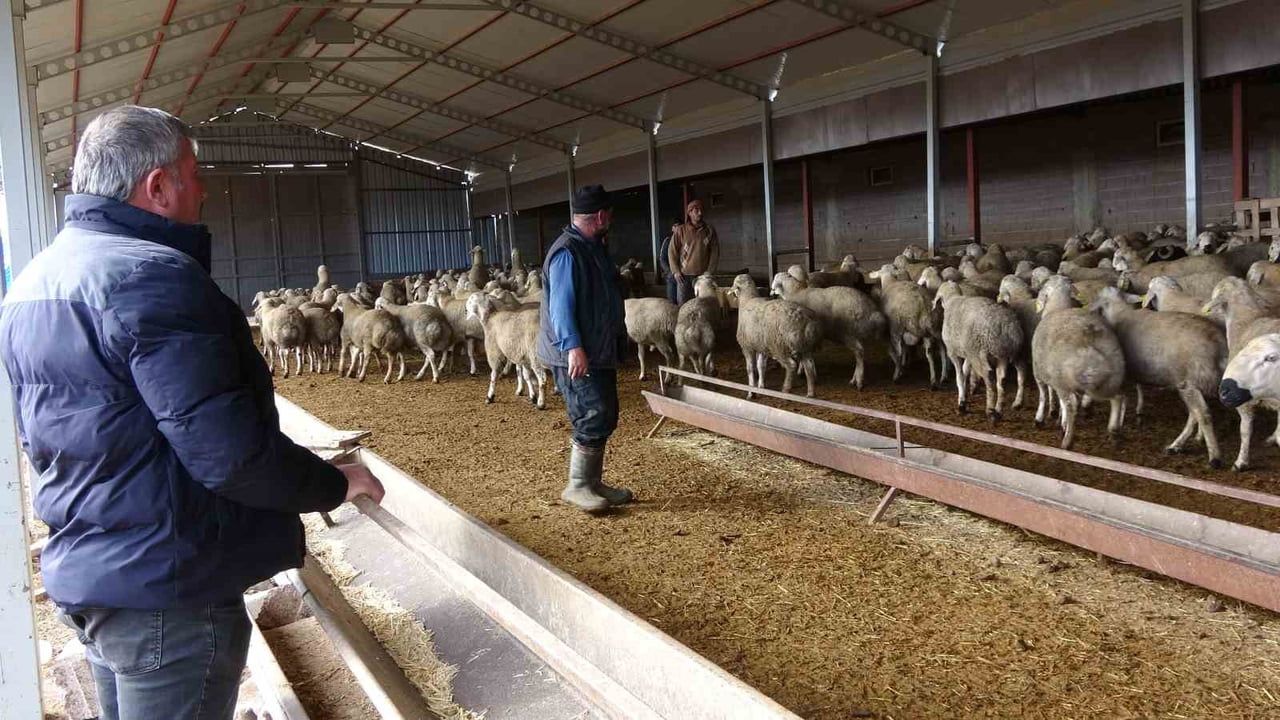 Yozgatlı hayvancının hikayesi: Vadeli koyunla sürüsünü üç bine çıkardı