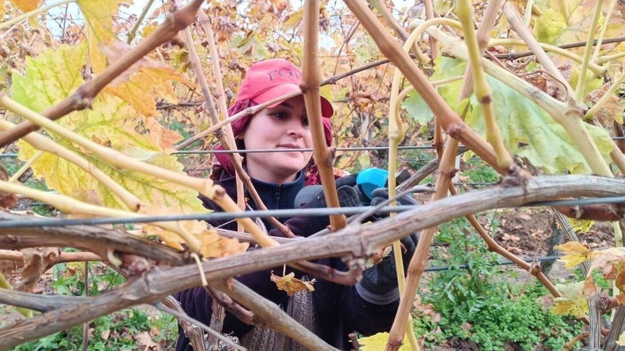 Yüksek Budama Ücreti Sarıgöllü Üreticileri Aileyle Bağlara Çekti