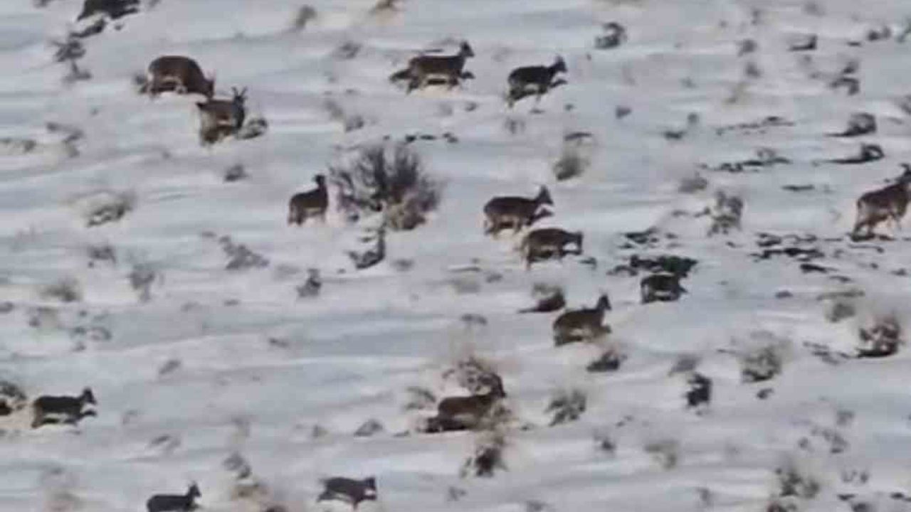 Yüksekova’da dağ keçilerine karla mücadele ederek yem ulaştırıldı