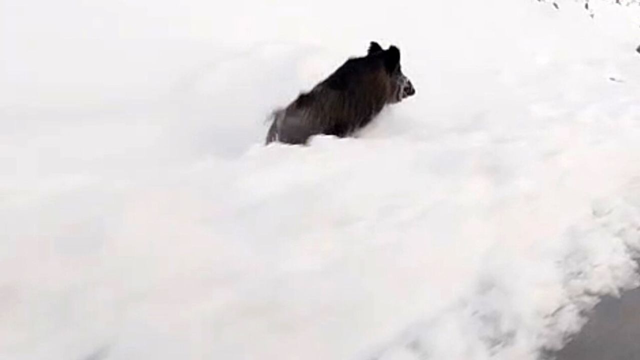 Yüksekova'da domuz sürüleri kent merkezine indi