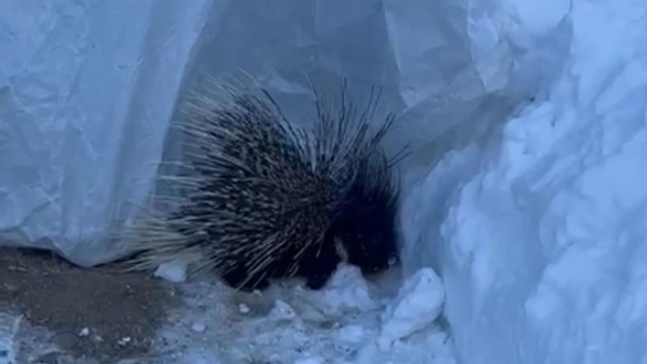 Yüksekova'da nesli tehlikede Hint oklu kirpi görüntülendi