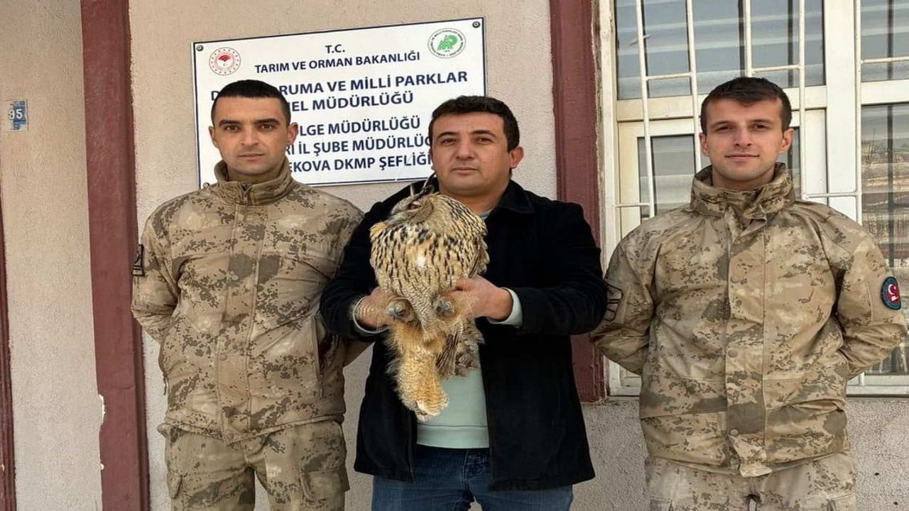Yüksekova'da Yaralı Boynuzlu Baykuş Koruma Altına Alındı