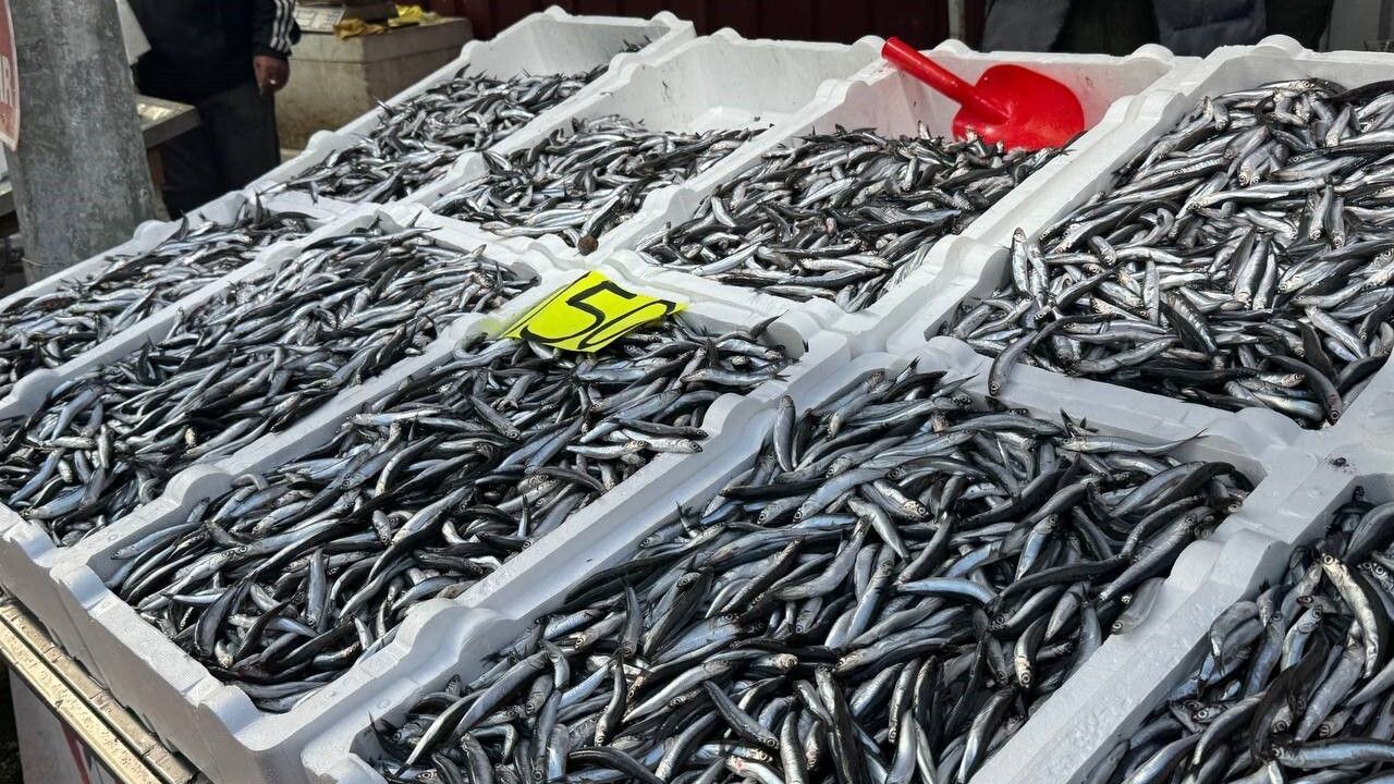 Zonguldak'ta hamsi fiyatı 150 liraya yükseldi