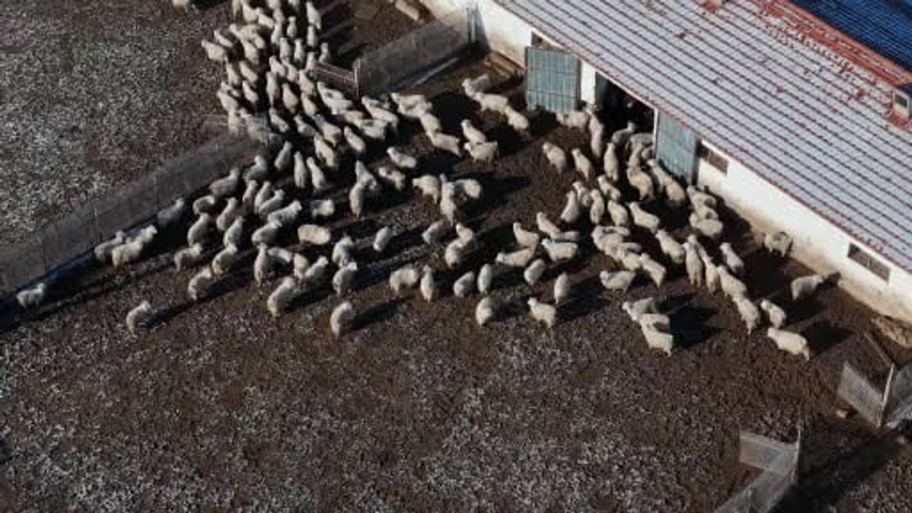 1.200 Ankara keçisinin kış bakımı TİGEM Anadolu Tarım İşletmesi'nde