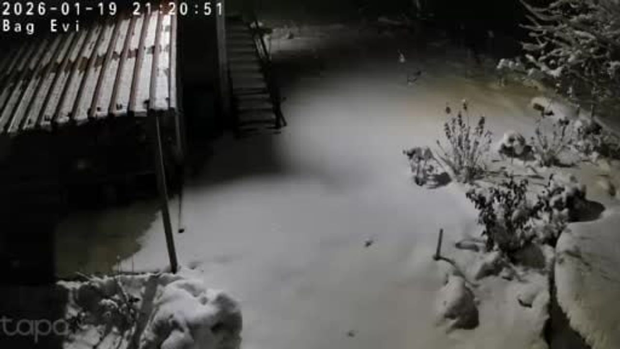 Aç kalan kaya sansarı Kulp'ta yerleşimlere indi