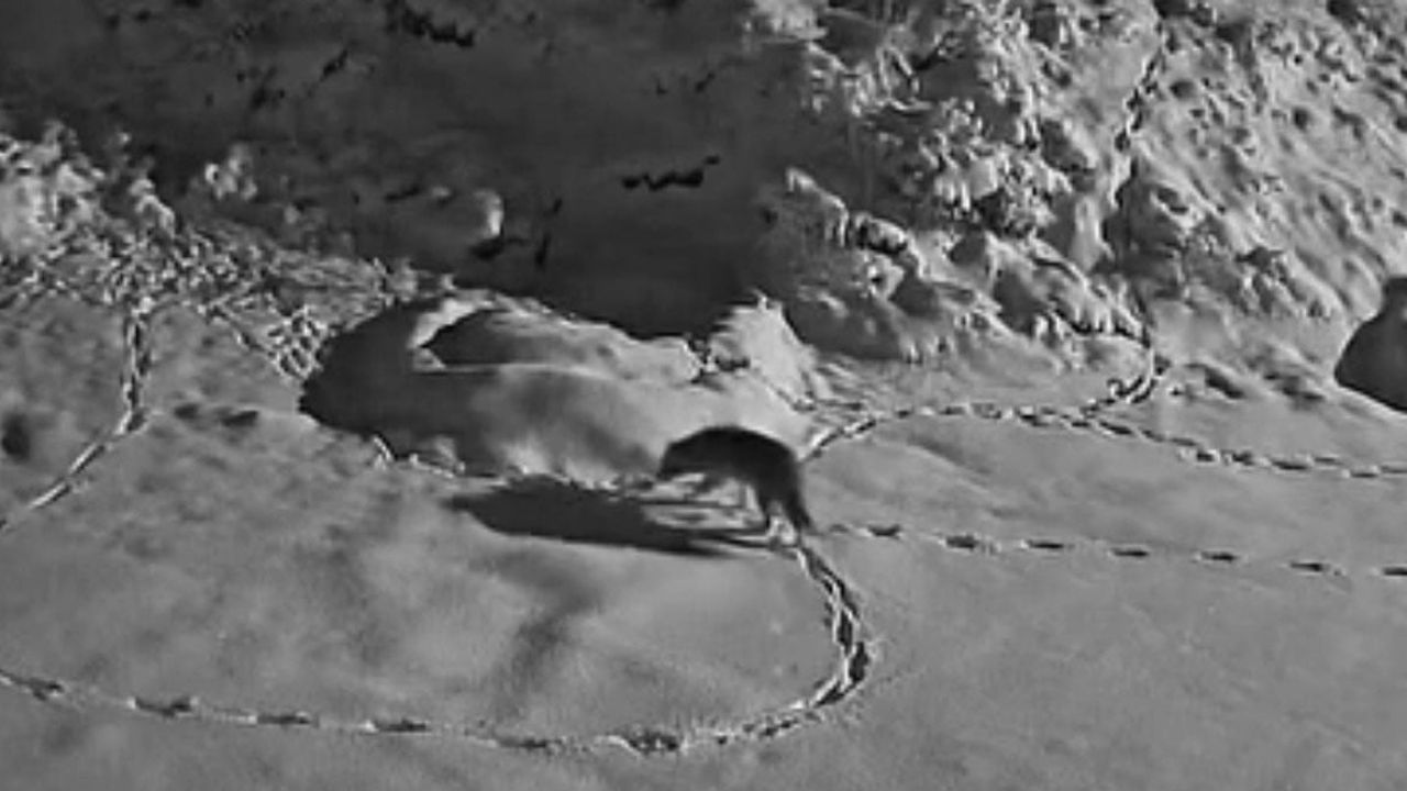 Aç kalan kurt Elazığ’ın Kurtdere mezrasına indi — Güvenlik kamerası kaydetti