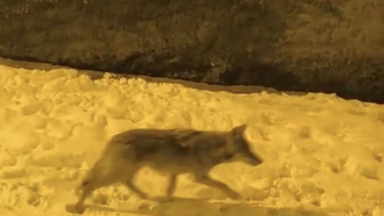 Aç kalan kurtlar Çermik'te şehir merkezine indi