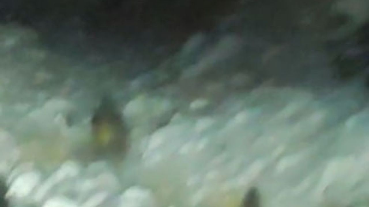 Aç kalan yaban domuzu kara yoluna indi