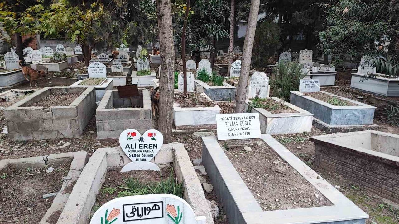 Adana Akkapı'da sokak köpekleri tedirginliği: Yakalanan sadece bir köpek