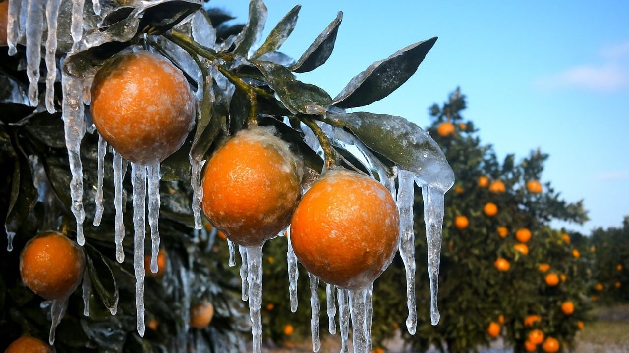Adana'da 18-22 Ocak tarihlerinde zirai don uyarısı