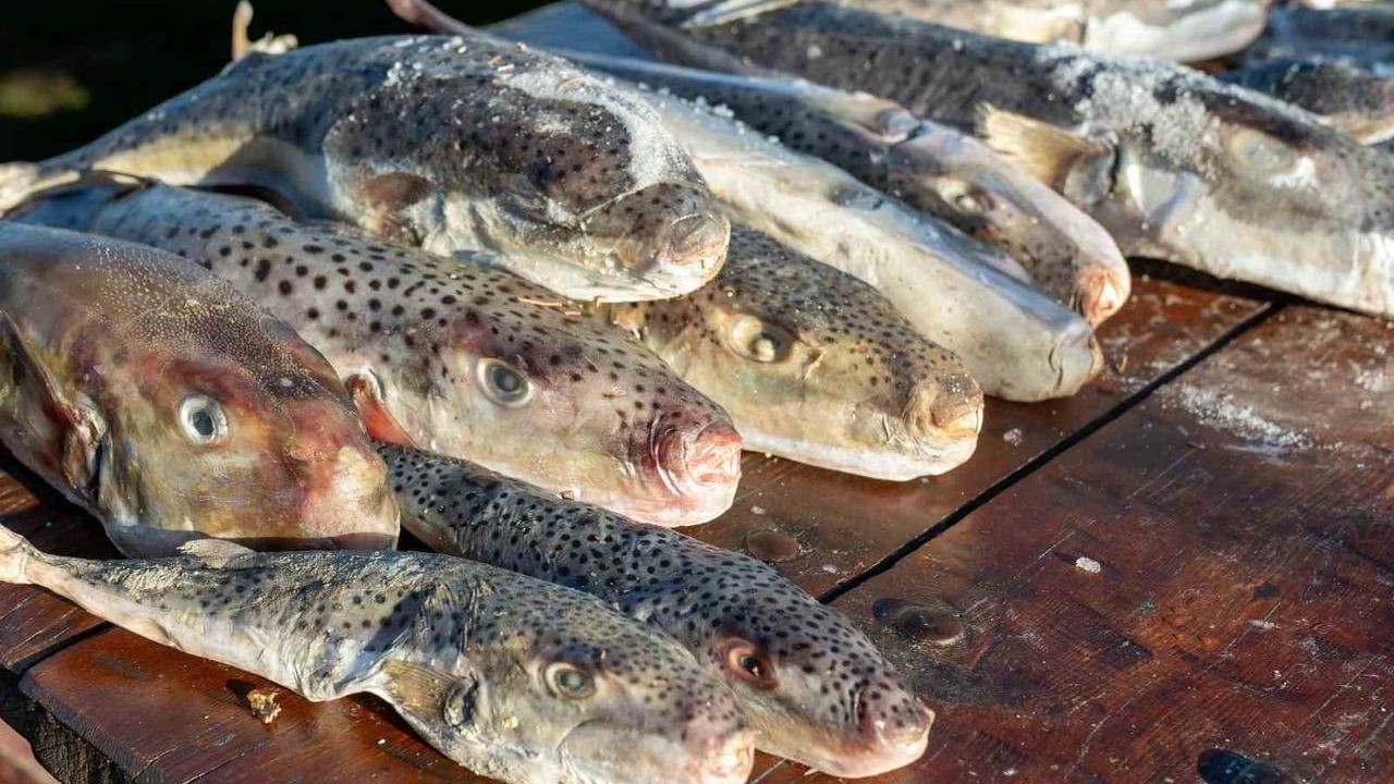 Adana'da 4 günde 128 bin balon balığı Karataş'a teslim edildi