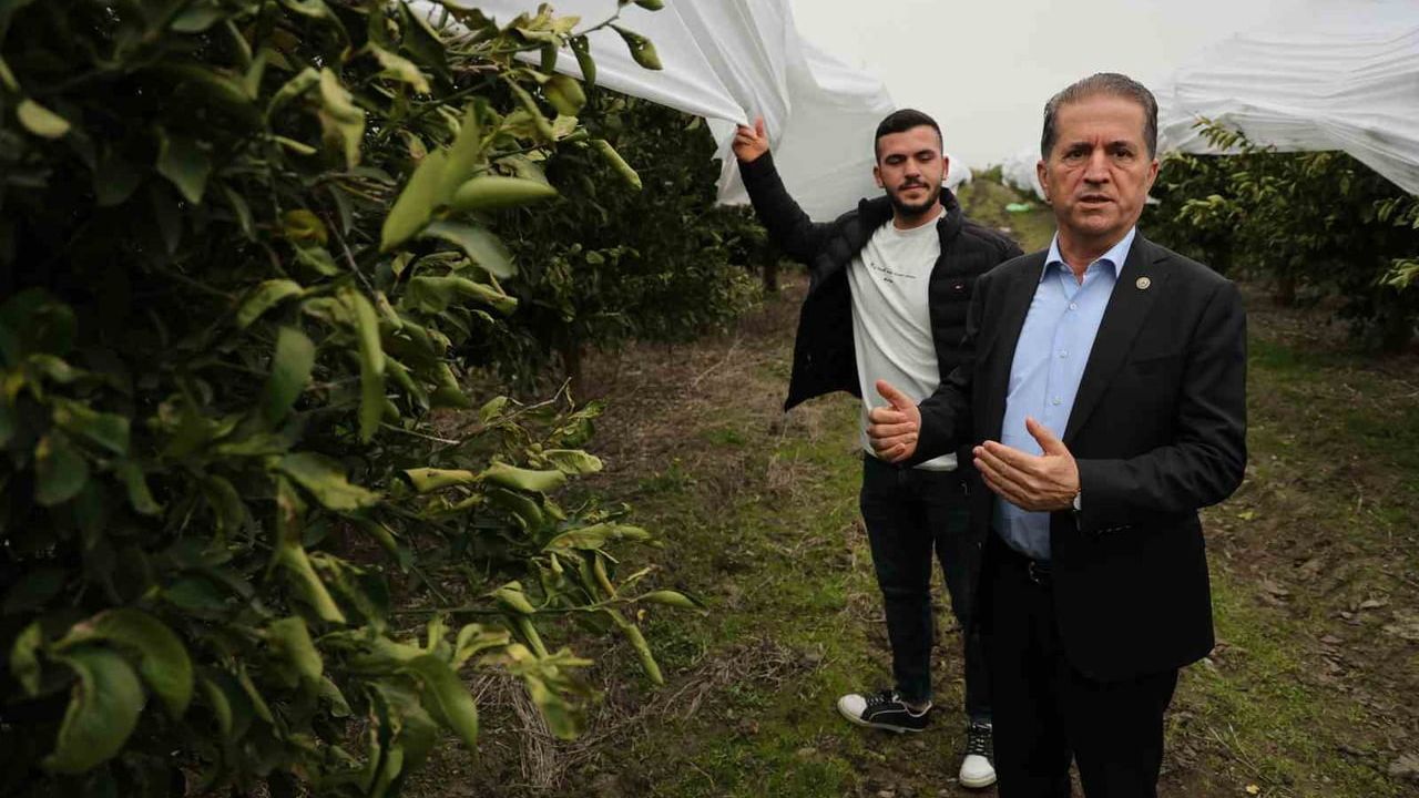 Adana'da çiftçi 15 dönüm limon bahçesini fileyle zirai dona karşıladı