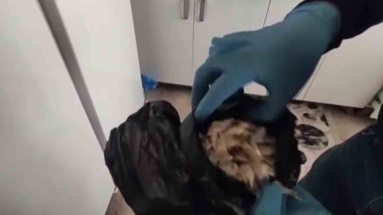 Adana'da evde bonzai hammaddesi ele geçirildi, şüpheli tutuklandı