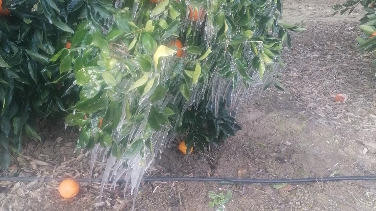 Adana'da portakal bahçeleri ziraî donla zarar gördü