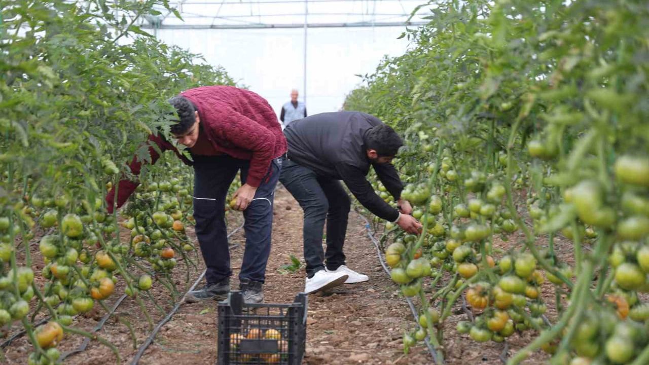 Adana İmamoğlu'nda ORKÖY desteğiyle kurulan seralarda üretim başladı