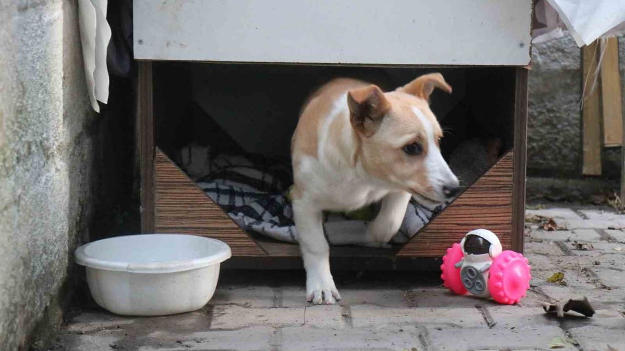 Adapazarı’nda bahçeden çalınan köpek 'Merkür' polis tarafından saatler içinde bulundu
