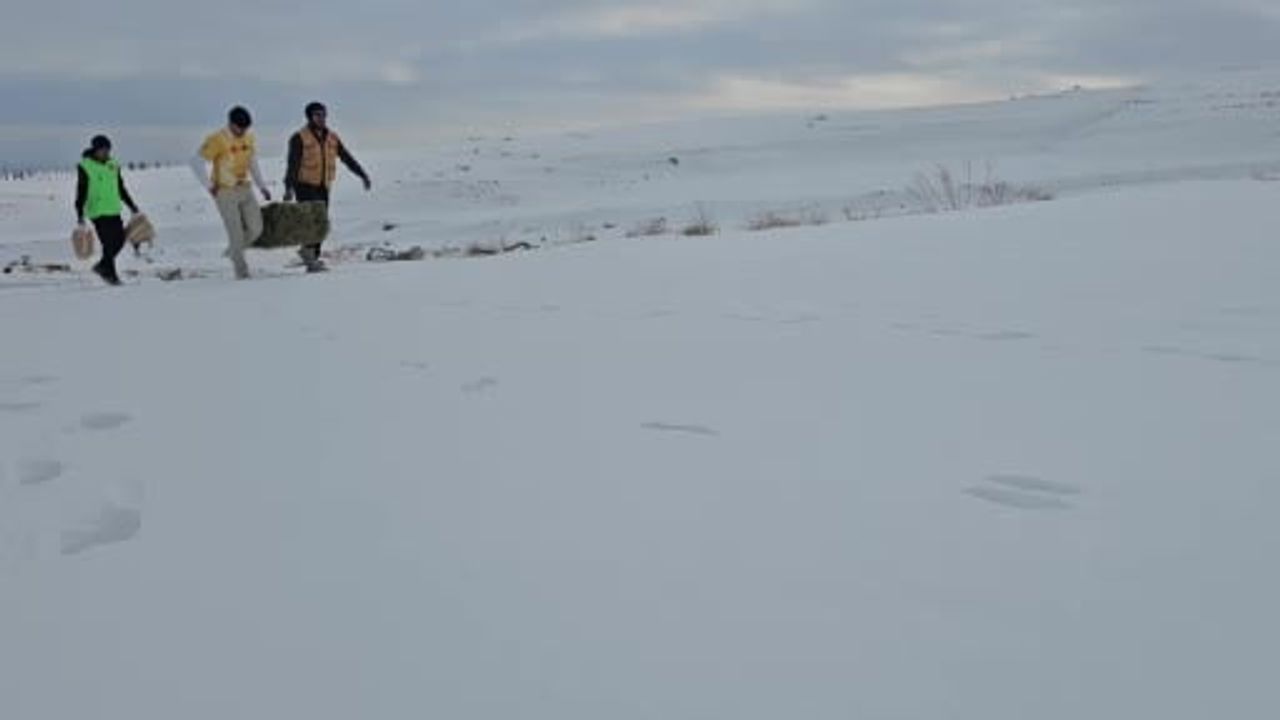 Adilcevaz'da aktivistler Süphan Dağı eteklerine yem bıraktı