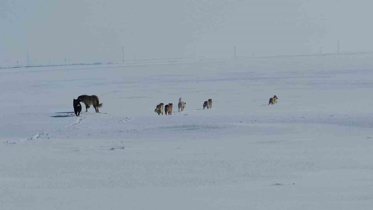 Adilcevaz Göldüzü'nde başıboş köpekler yaşamı zorluyor