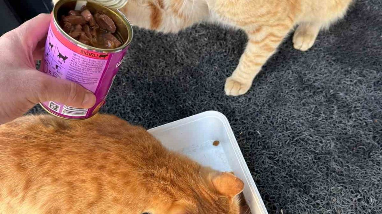 Adıyaman'da vatandaşlar kar altında sokak hayvanlarını besledi