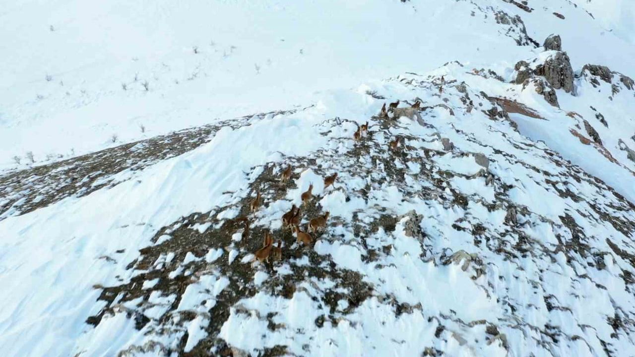 Adıyaman'da yaban keçileri drone ile görüntülendi