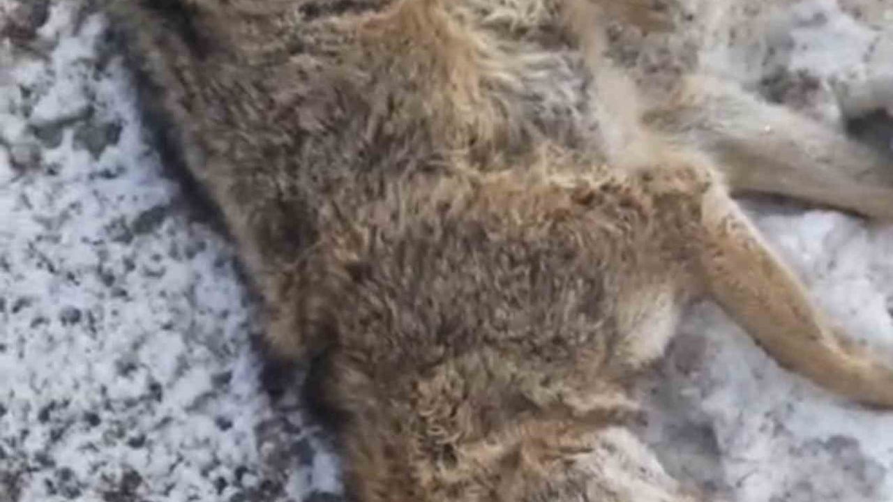 Adıyaman Gölbaşı'nda yola çıkan kurt araca çarpması sonucu telef oldu