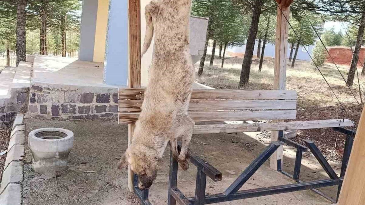 Afyonkarahisar’da parkta çardağa asılan köpeğin öldürülmesiyle ilgili soruşturma