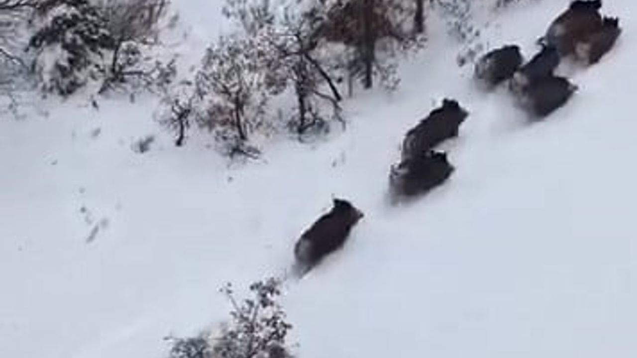 Ağın'da karlar arasında domuz sürüsü dronla görüntülendi