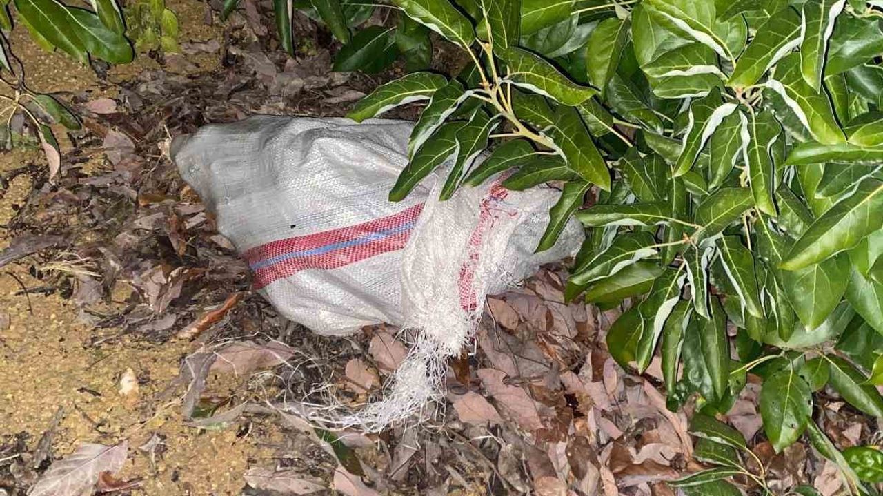 Alanya'da 500 bin TL'lik avokado hırsızlığı: 3 şüpheli jandarmaya yakalandı