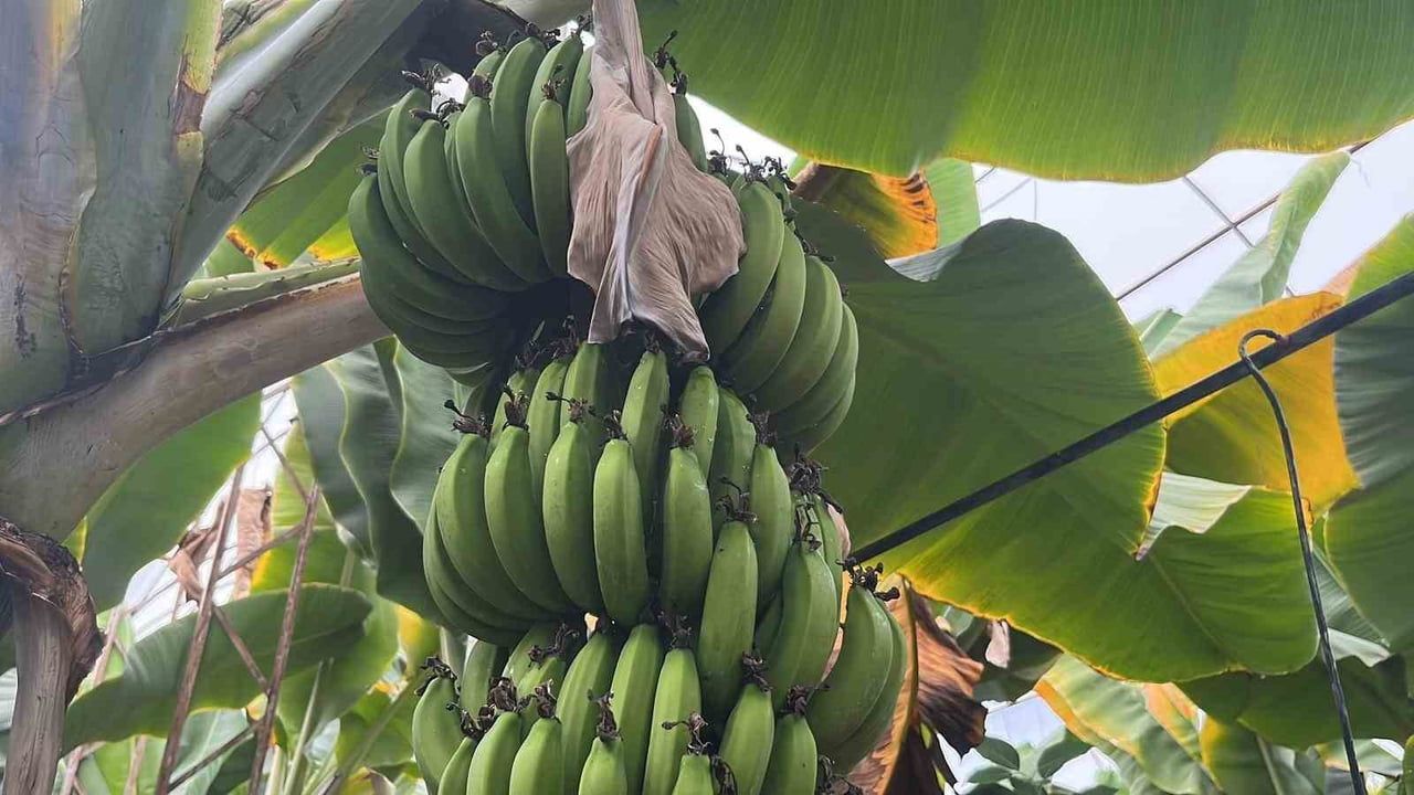 Alanya, Türkiye'nin muz ihtiyacının yüzde 40'ını karşılıyor