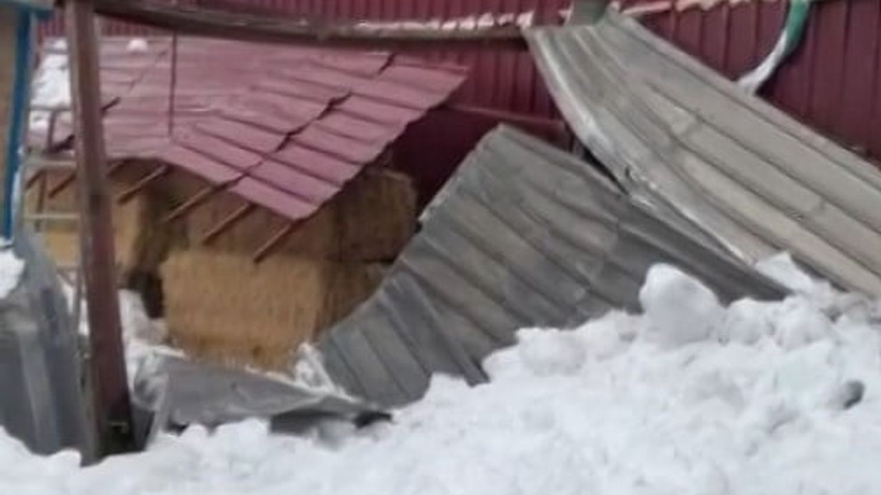 Altınyayla’da Yoğun Kar: Samanlık Çöktü, Çiftçiler Zor Günler Geçiriyor
