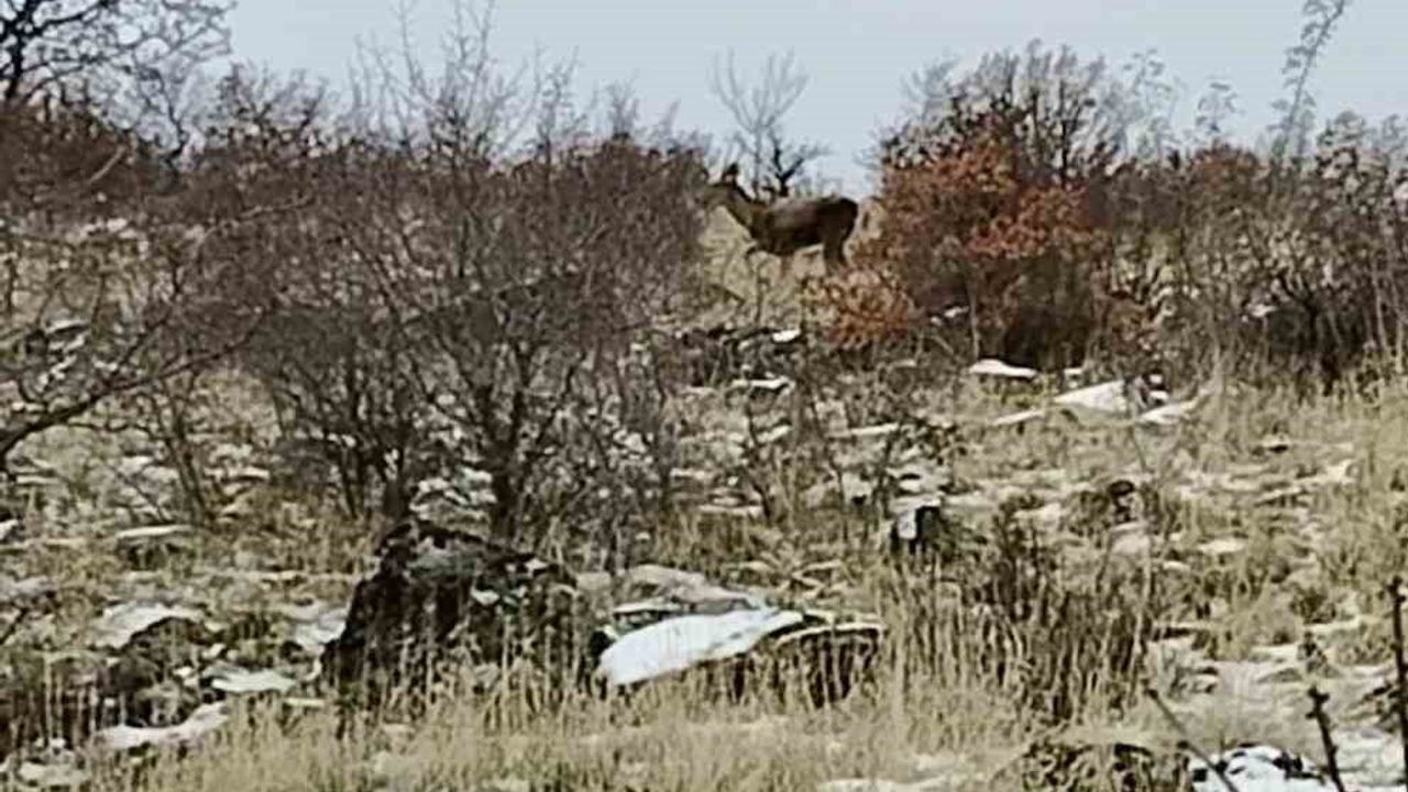 Ankara Güdül'de yaban geyikleri sürü halinde görüntülendi