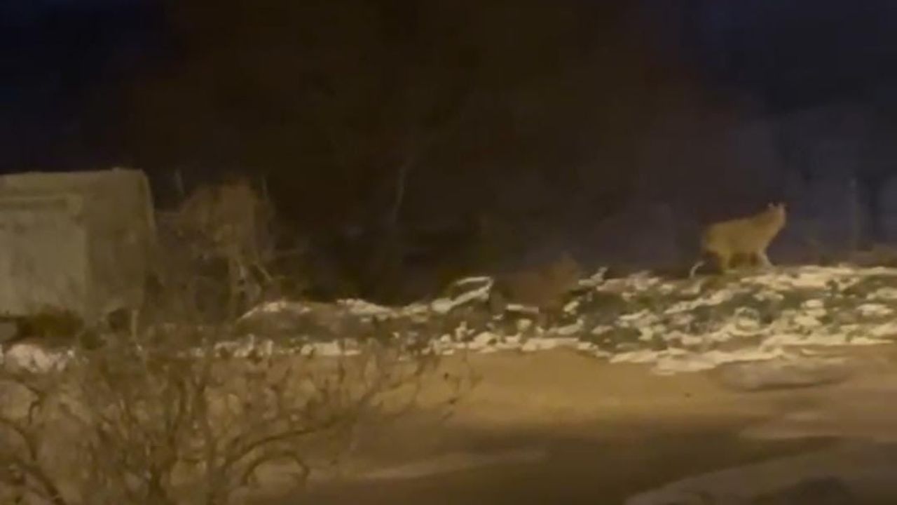 Ankara Nallıhan'da kurt sürüsü yerleşime indi