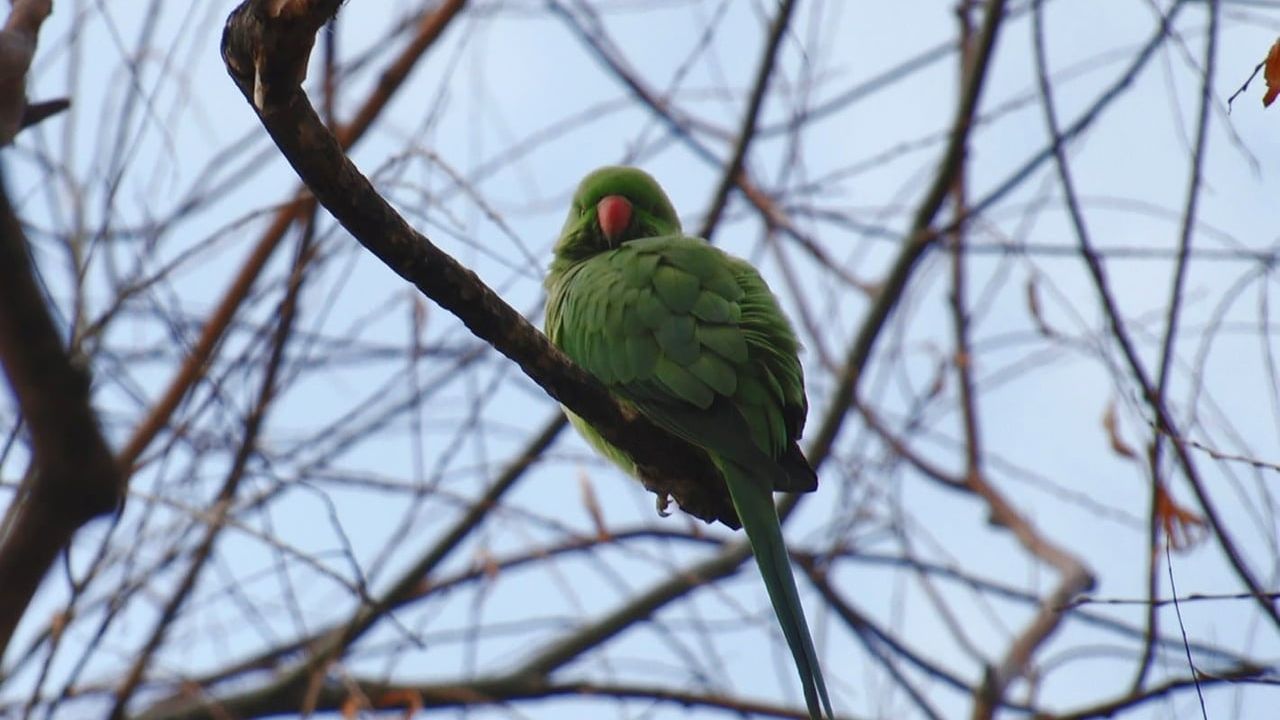 Ankara parklarında yaygınlaşan yeşil papağanlar: şehir yaşamı, hayatta kalma ve ekolojik etkiler