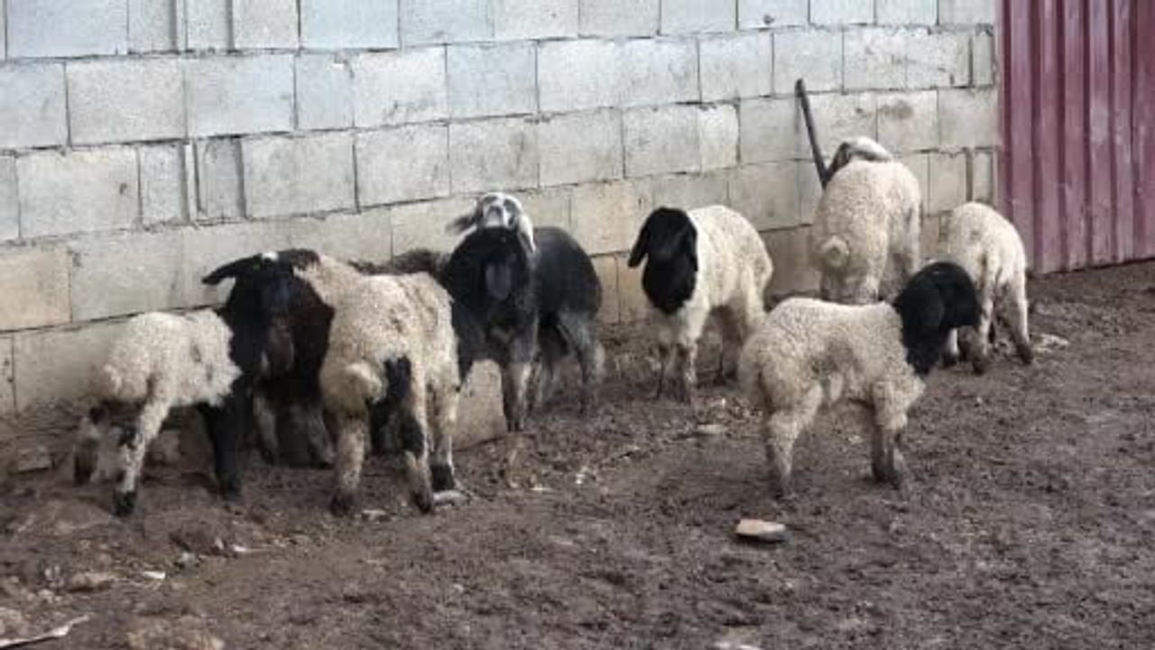 Annesinin reddettiği kuzuyu keçiler sahiplendi — Gaziantep'te ilginç olay