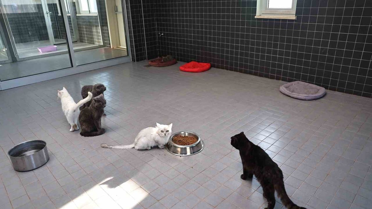 Antalya Büyükşehir Belediyesi Sokak Hayvanları Geçici Bakımevi, 2025'te Can Dostlara Yeni Yuva Sağladı