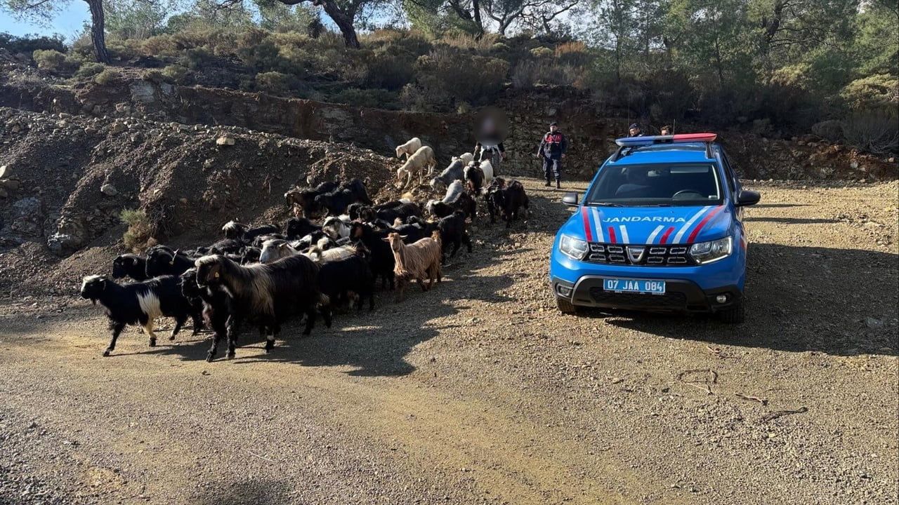 Antalya'da 55 küçükbaş jandarma ekiplerince bulundu