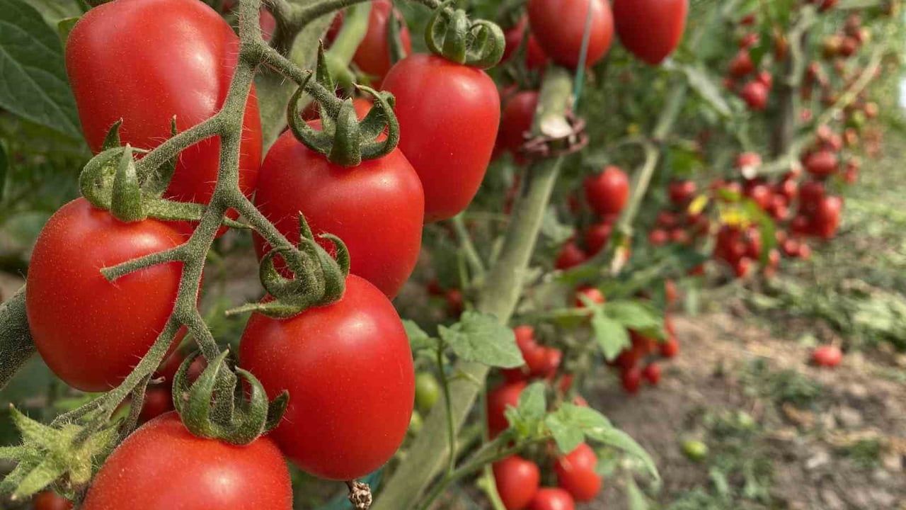 Antalya Ticaret Borsası: Aralık 2025 hal endeksleri — Meyvede fiyat artışı, sebzede gerileme