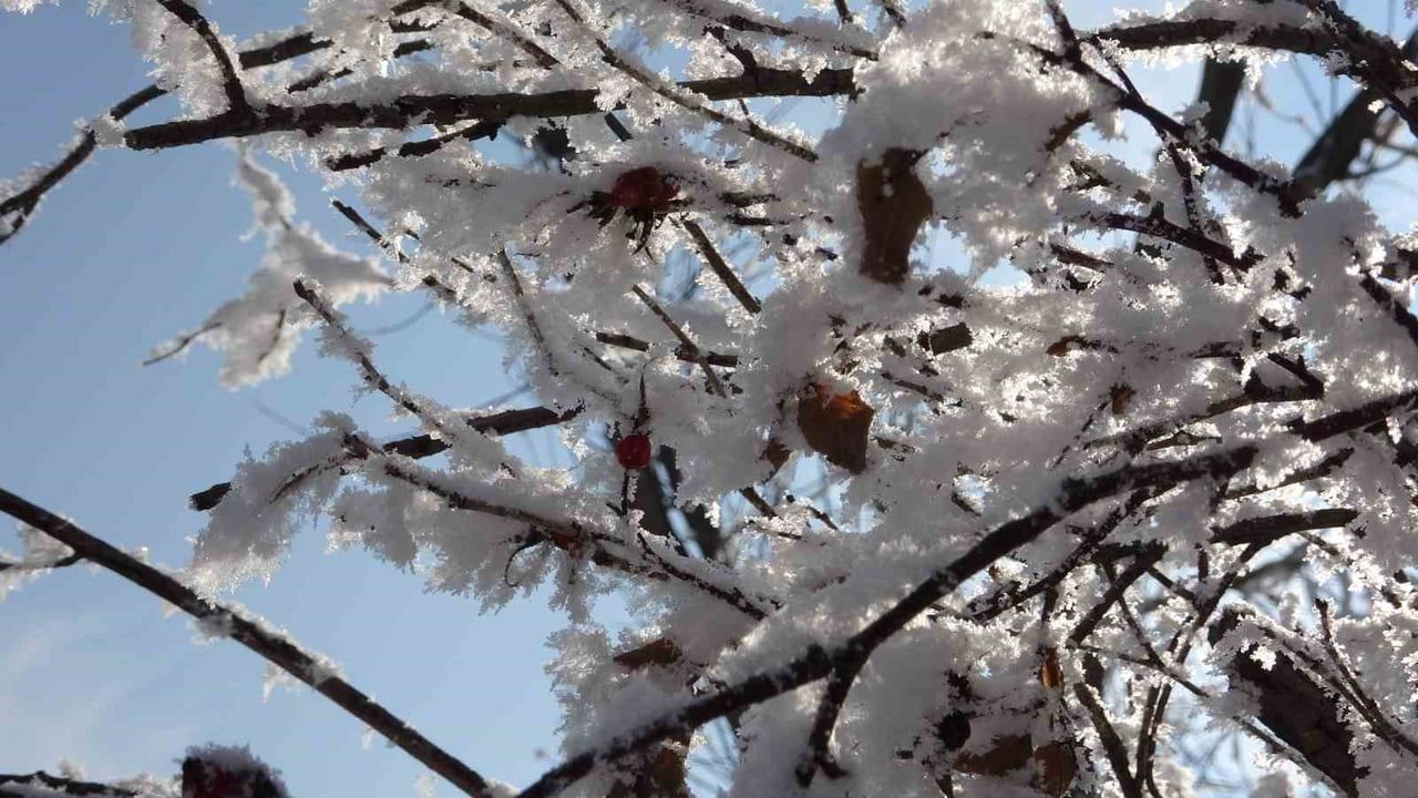 Ardahan'da Sibirya Soğukları: Ağaçlar Kırağıyla Kaplandı