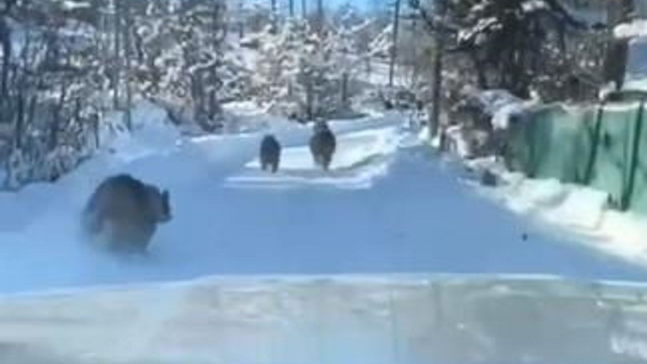 Ardanuç’ta gündüz yolda ayı ve yavruları görüntülendi