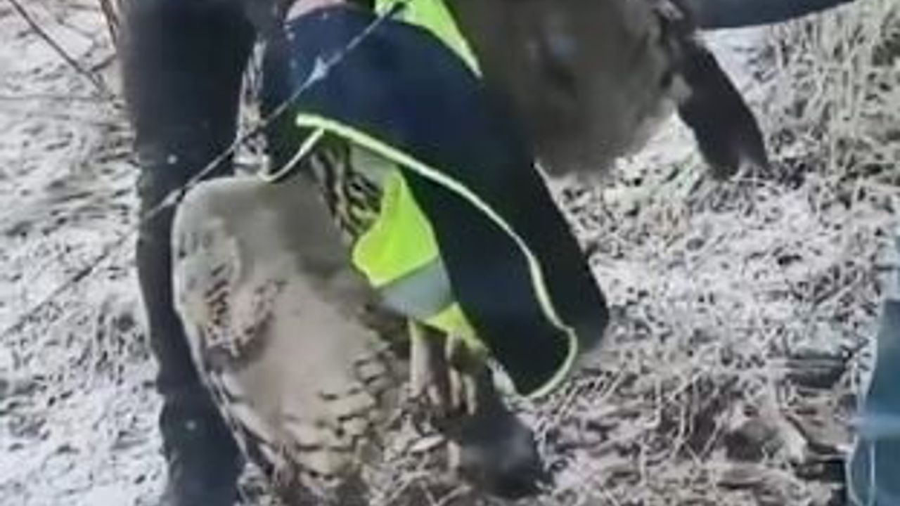 Ardanuç’ta tellere takılan baykuş kurtarıldı, koruma ekiplerine teslim edildi