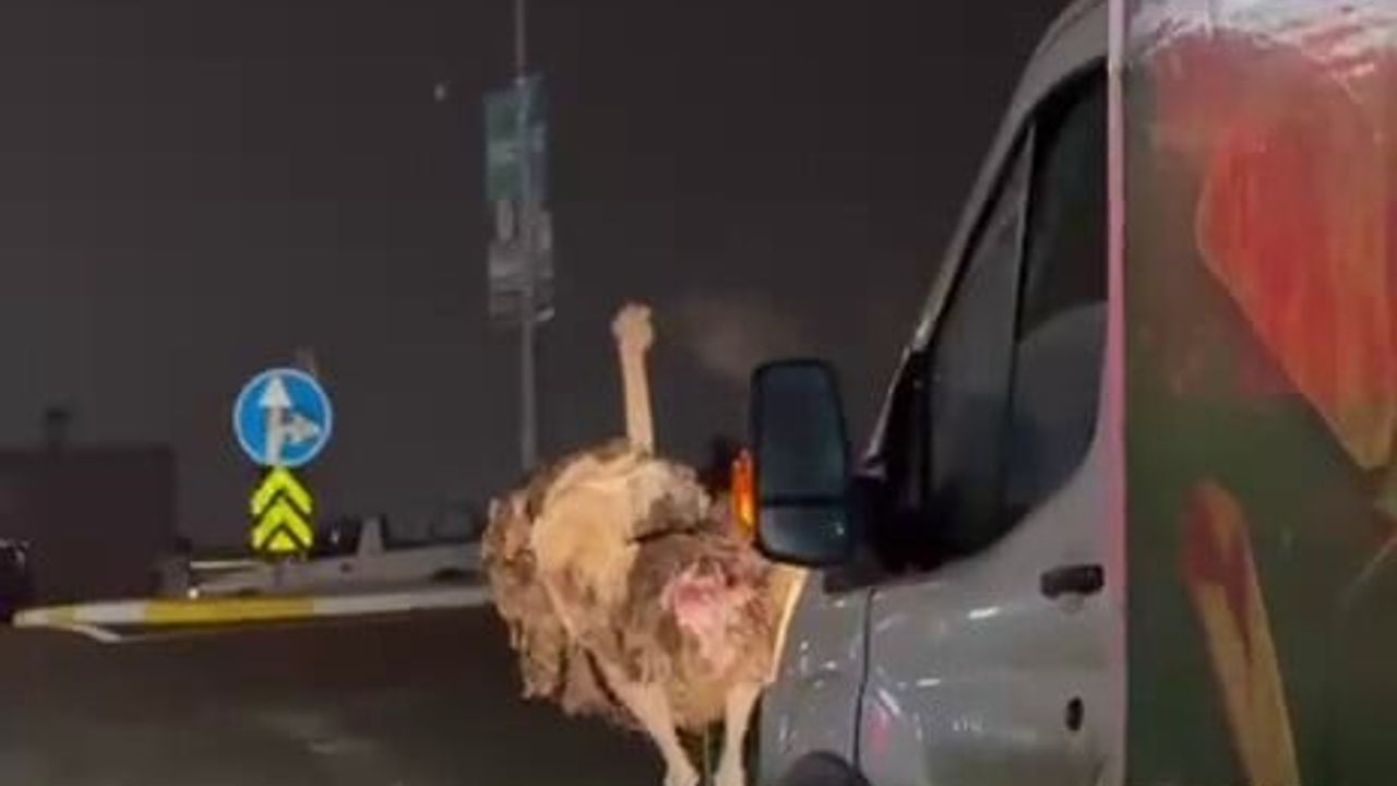 Arifiye'de başıboş deve kuşu yolda dolaştı, trafik aksadı