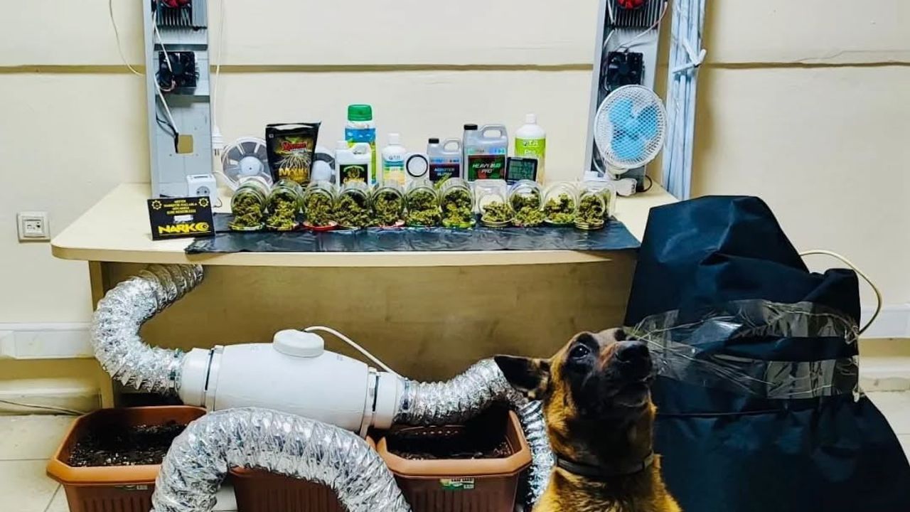 Artvin Arhavi’de 205,36 gram skunk ve yetiştirme düzeneği ele geçirildi