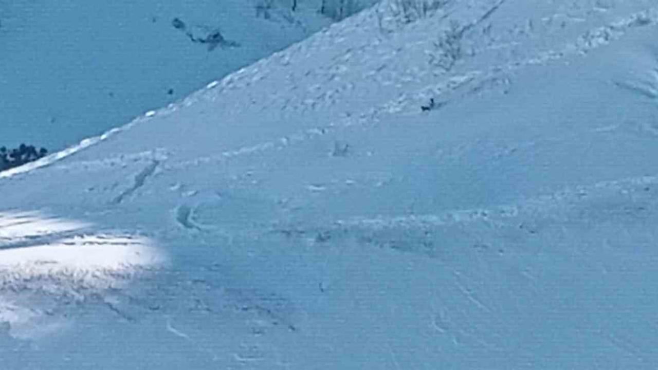 Artvin'de çığda kayıp çoban Bülent Gezer için arama çalışmaları 3. gününde yeniden başladı