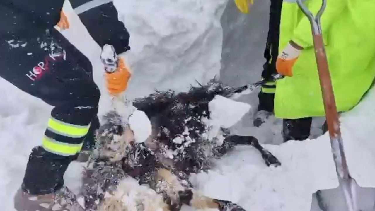 Artvin'de Zekeriya köyünde çığ: arama kurtarma çalışmaları ikinci gününde