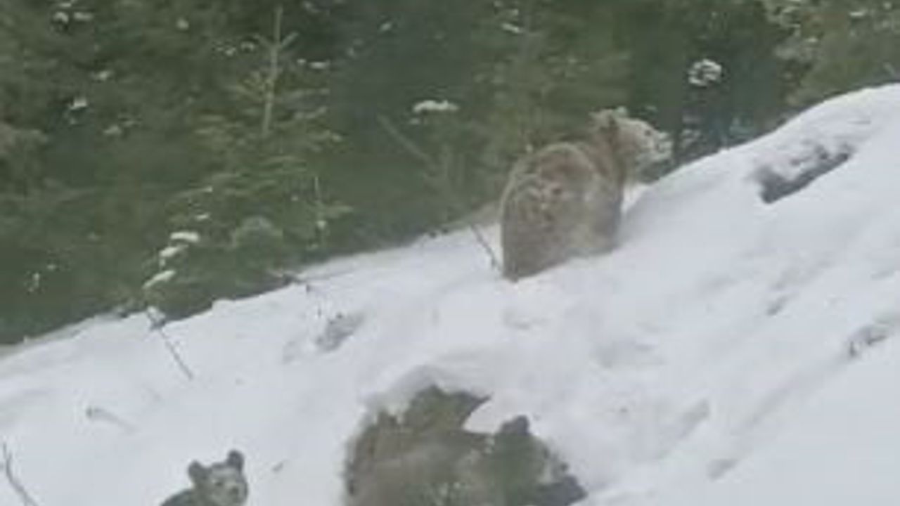 Artvin Sahara'da kış uykusuna yatmayan 4 boz ayı görüntülendi