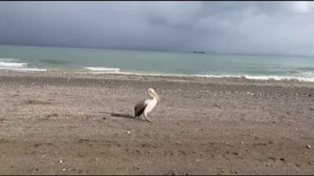 Atakum sahilinde pelikan sürprizi